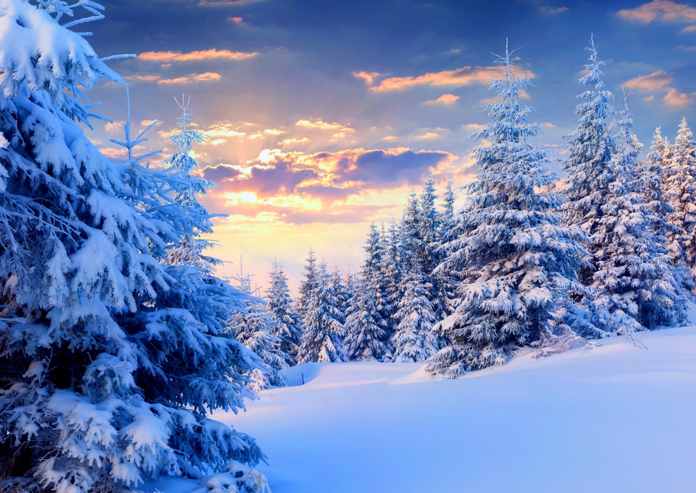 pine-winter-christmast-snow-dawn-pure-top-best-picture-desktop.jpg